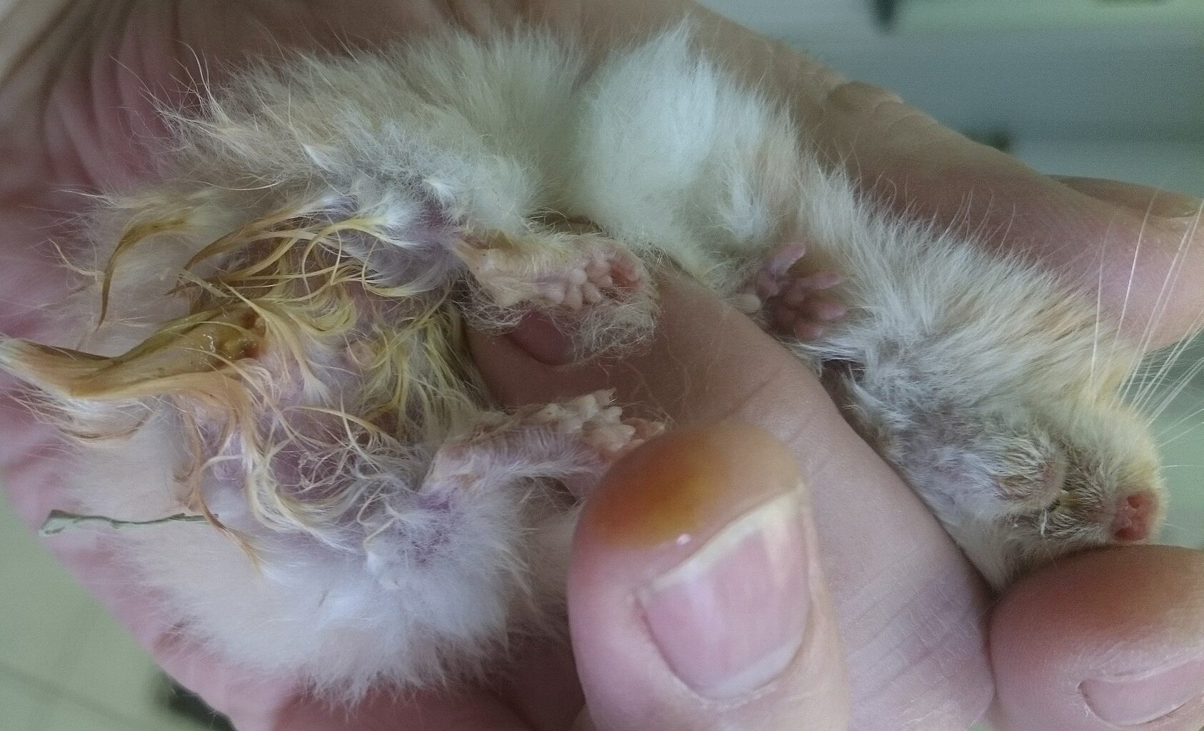 Wet tail disease in hamsters