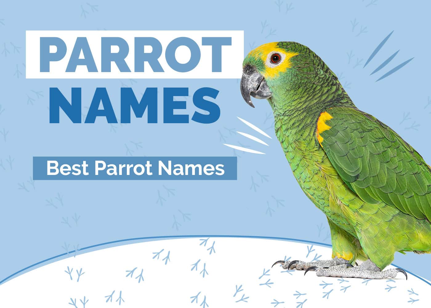 Best Parrot Names