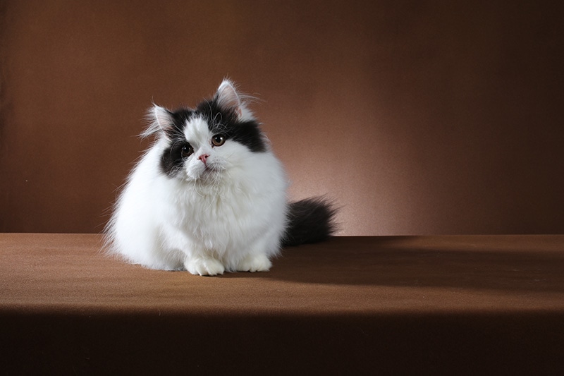black and white longhair munchkin cat