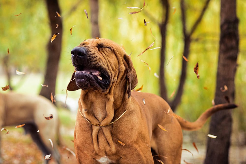 brazilian mastiff dog sneezes from fallen leaves