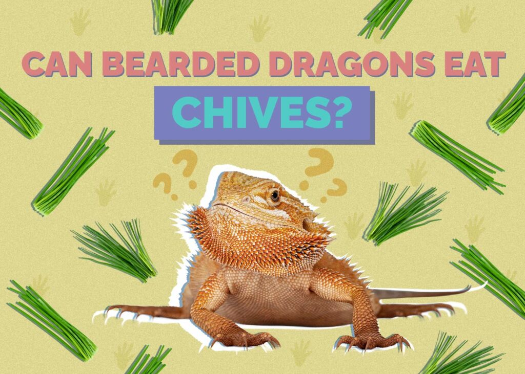 Can Bearded Dragons Eat Chives