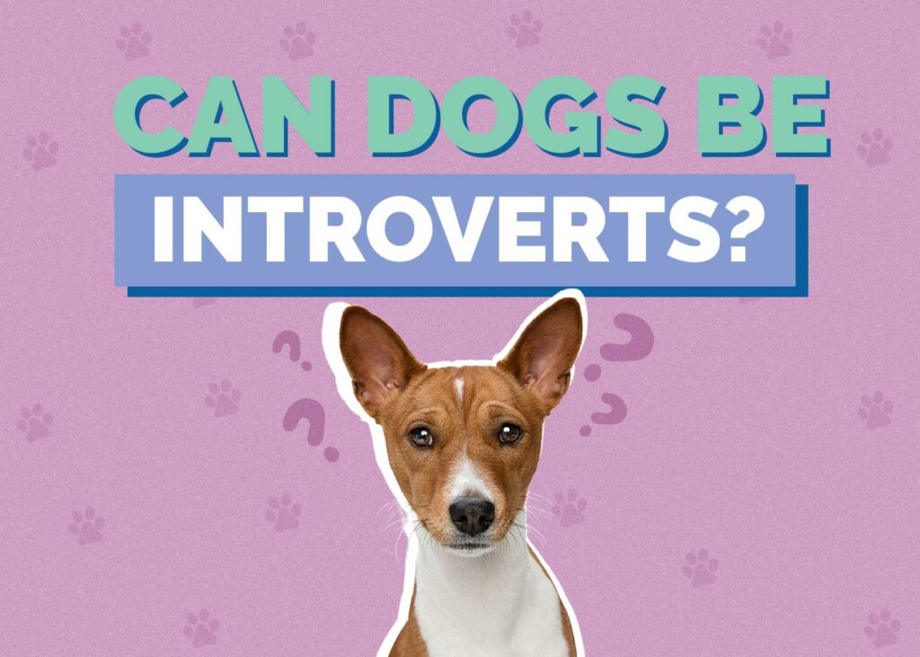 Can Dogs Be Introverts