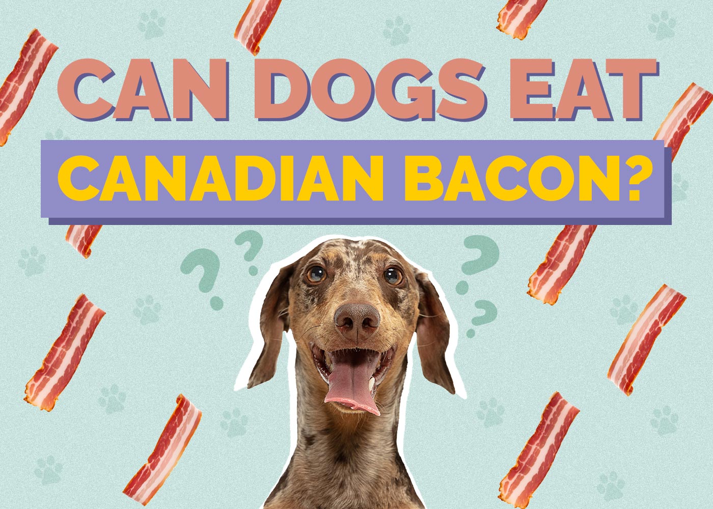 Can Dogs Eat Canadian Bacon? VetApproved Facts & FAQ Hepper
