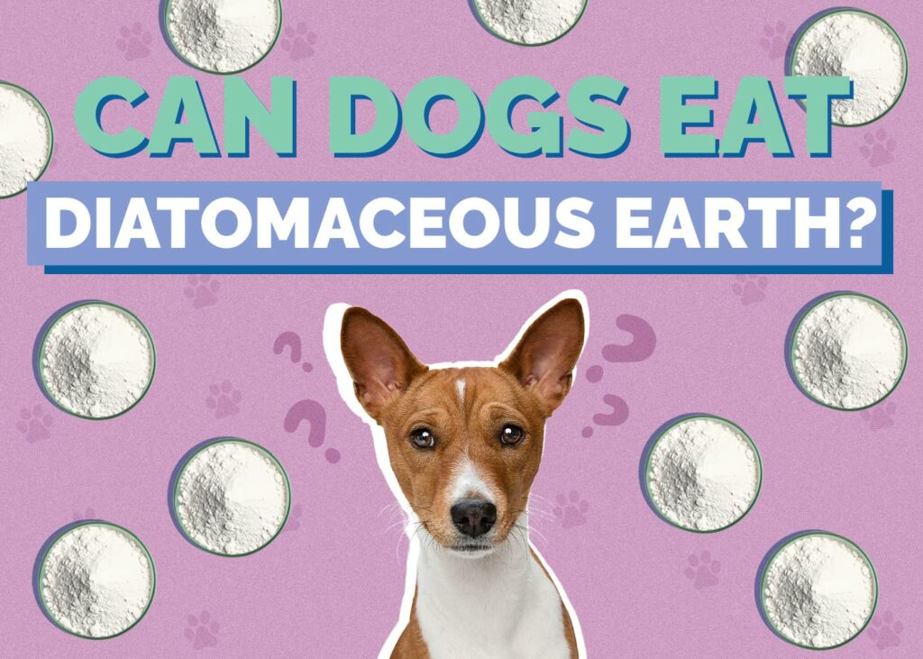 Can Dogs Eat Diatomaceous Earth