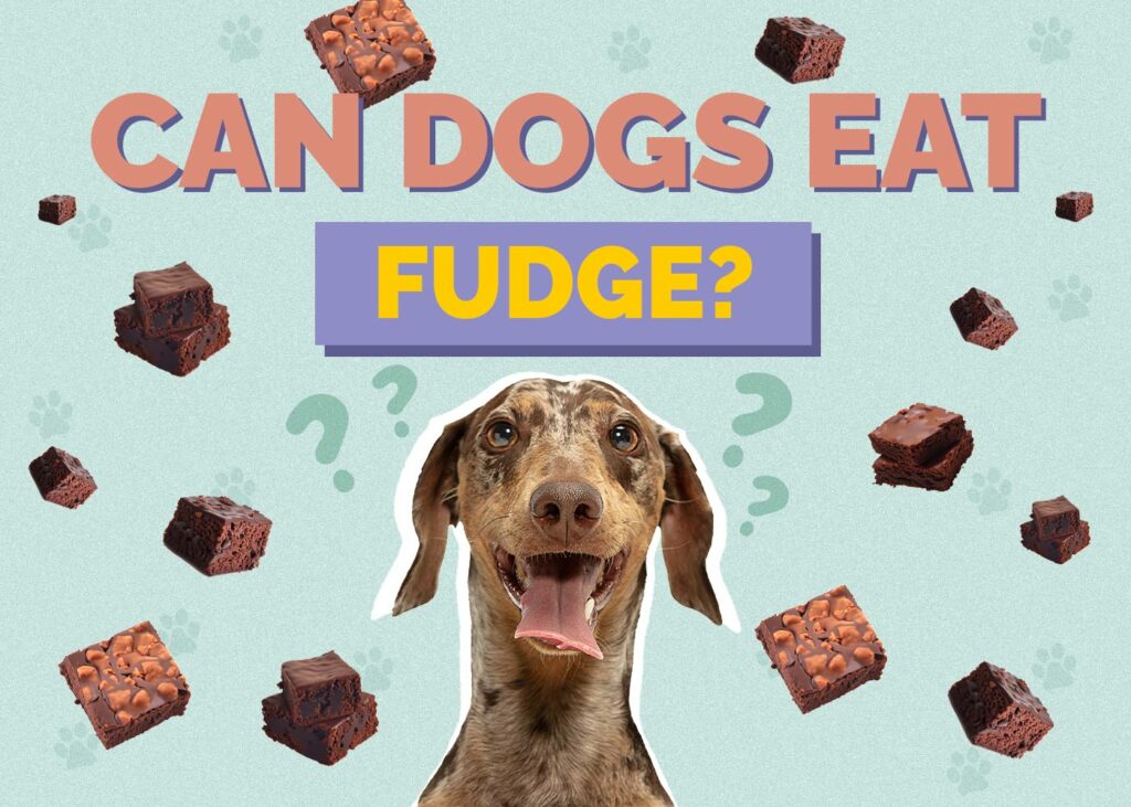 Can Dogs Eat Fudge
