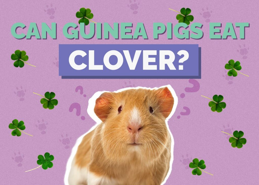 Can Guinea Pigs Eat Clover