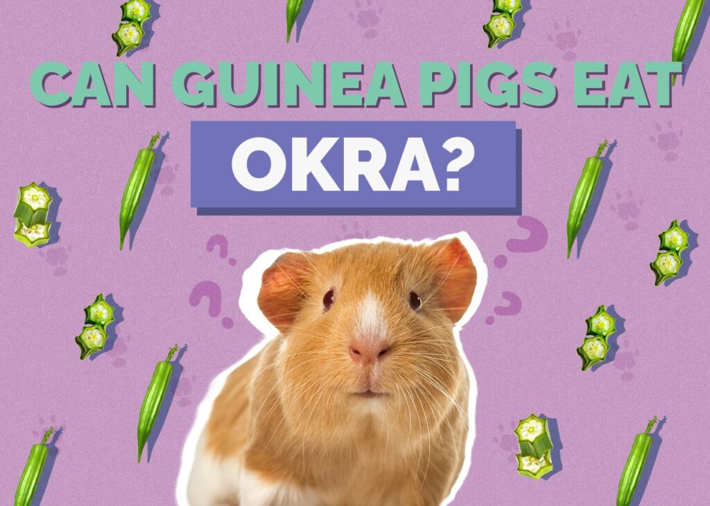 Can Guinea Pigs Eat Okra