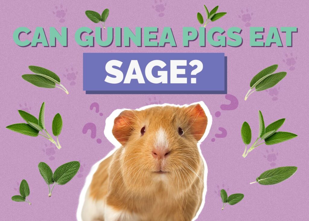 Can Guinea Pigs Eat Sage
