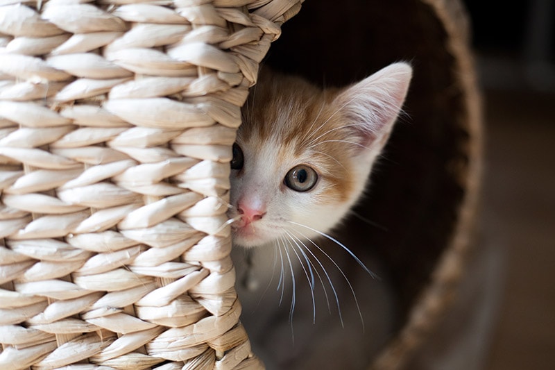 cat peeking out of the wicker pod