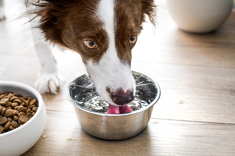 close up border collie dog drinking water from steel bowl