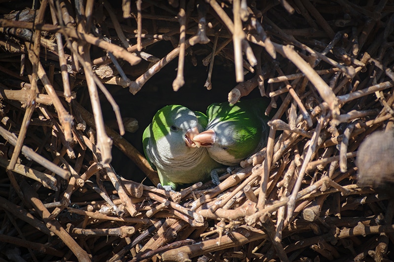 How to Make a Parakeet Nesting Box 3 VetVerified Methods You Can Make
