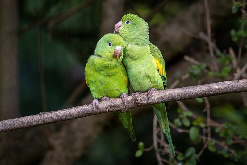 couple of Parakeet birds perched on a branch