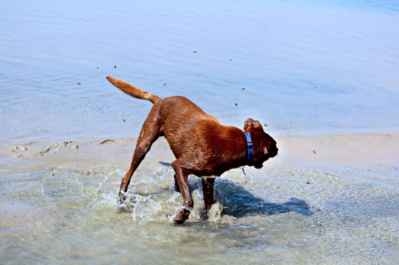 dog being attacked by horseflies by the water