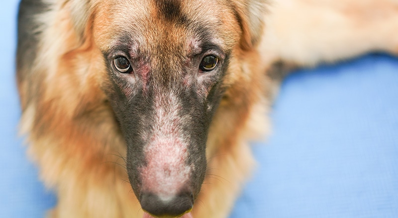 german shepherd dog with allergic rhinitis