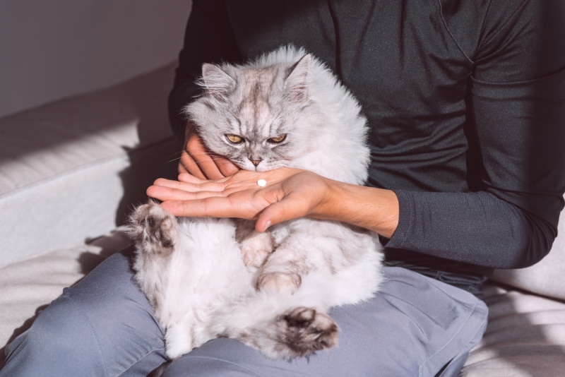 man giving medicine to sick cat