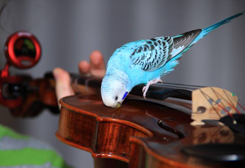 Do Parakeets Like Music? Vet Approved Facts & FAQ Hepper