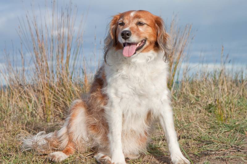 new zealand sheep dog on a sand dune with a surf beach in the background