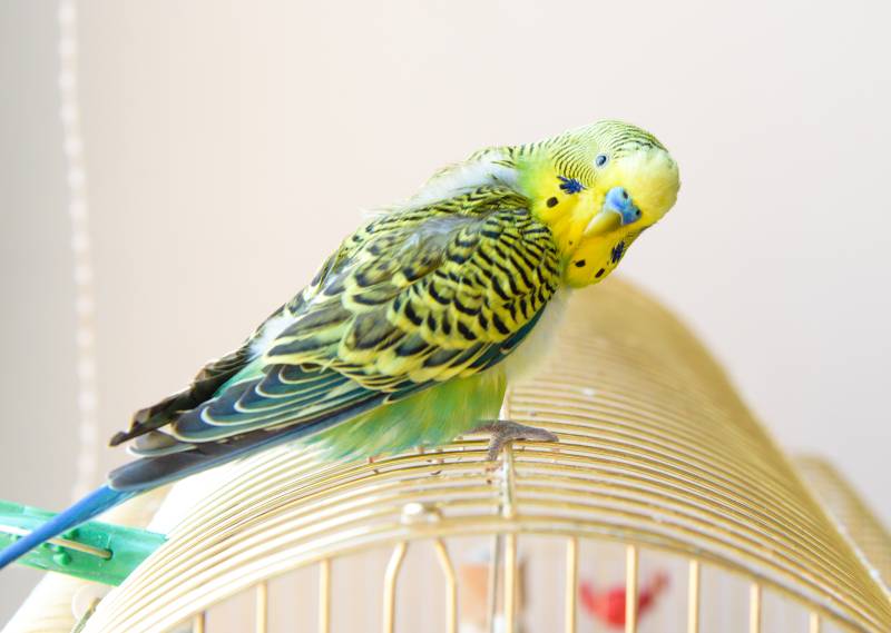 parakeet on top of the cage molting