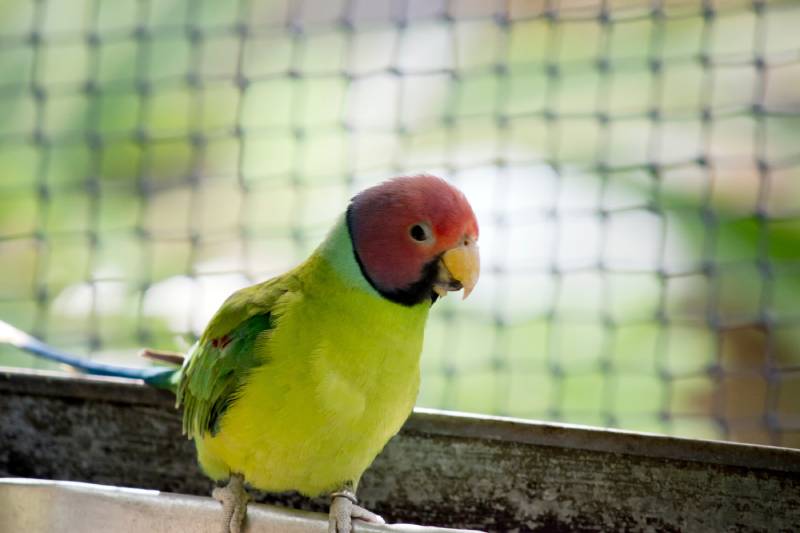 plum headed parakeet inside the cage