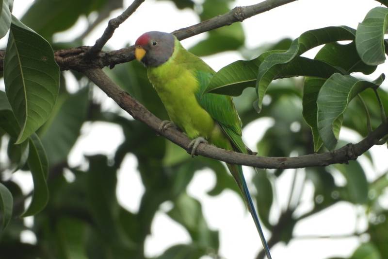 plum headed parakeet perching