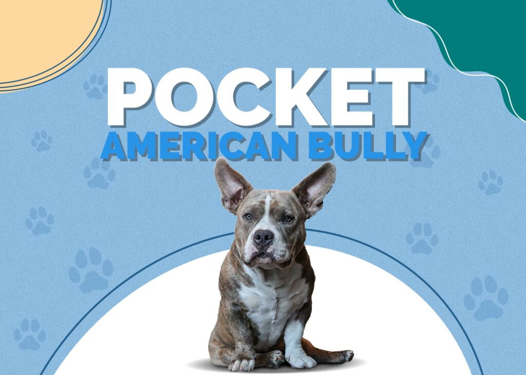 Pocket American Bully