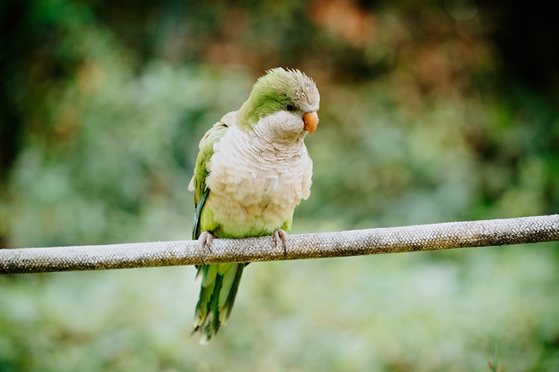 puffed Monk parakeet bird