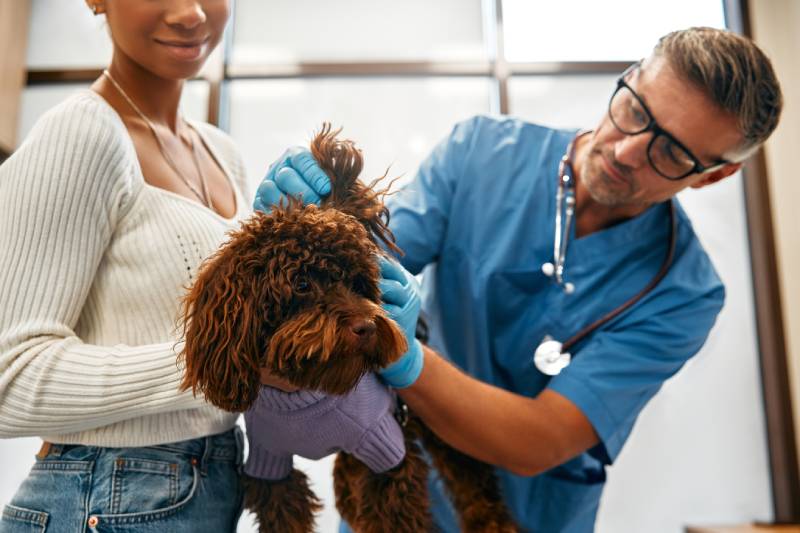 veterinarian examines a poodle ear