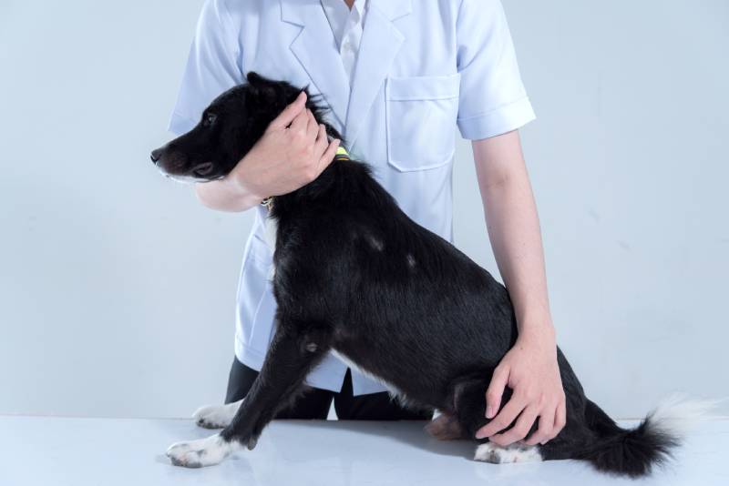 veterinary have control and restraint a dog
