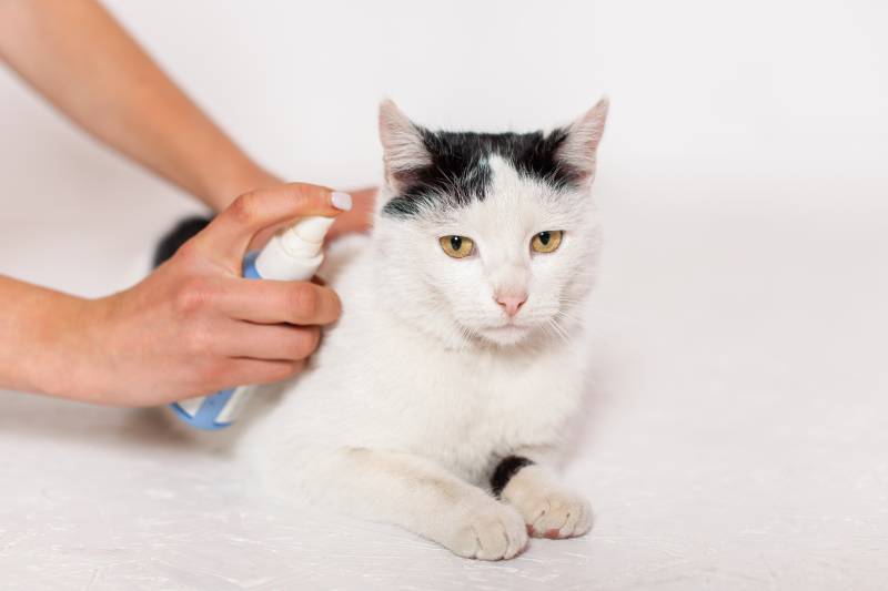 woman hand spraying cologne on cat