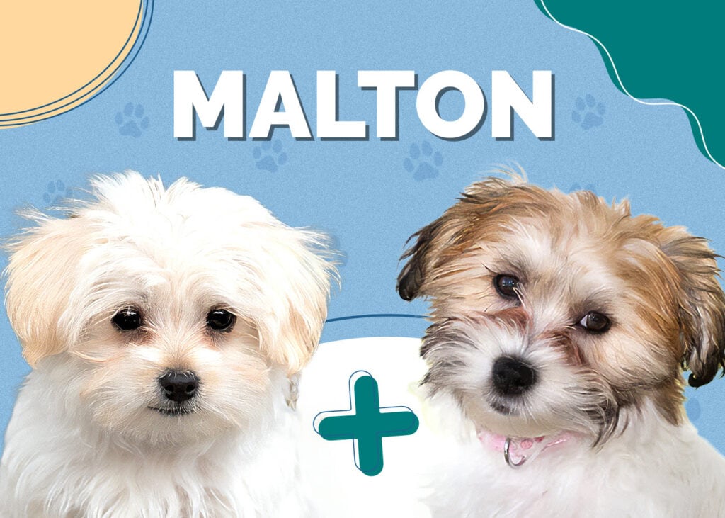 Afaird (Afghan Hound & Briard Mix)