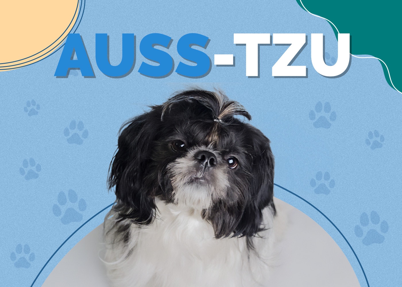 Auss-Tzu (Australian Shepherd & Shih-Tzu Mix)