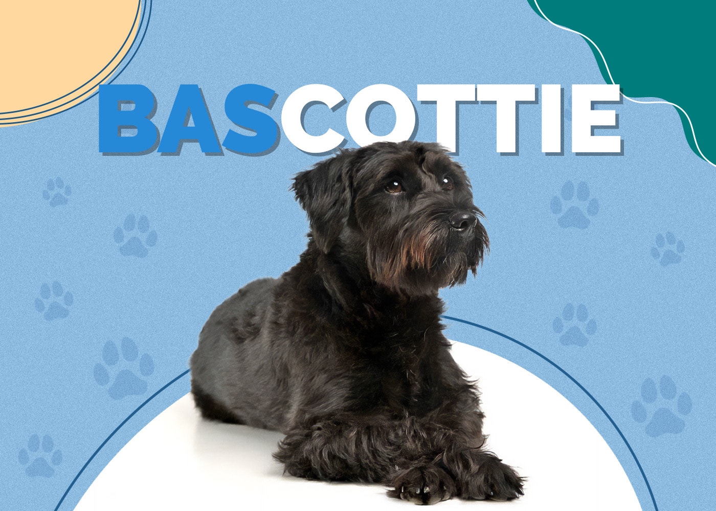 Bascottie (Basset Hound & Scottish Terrier Mix)