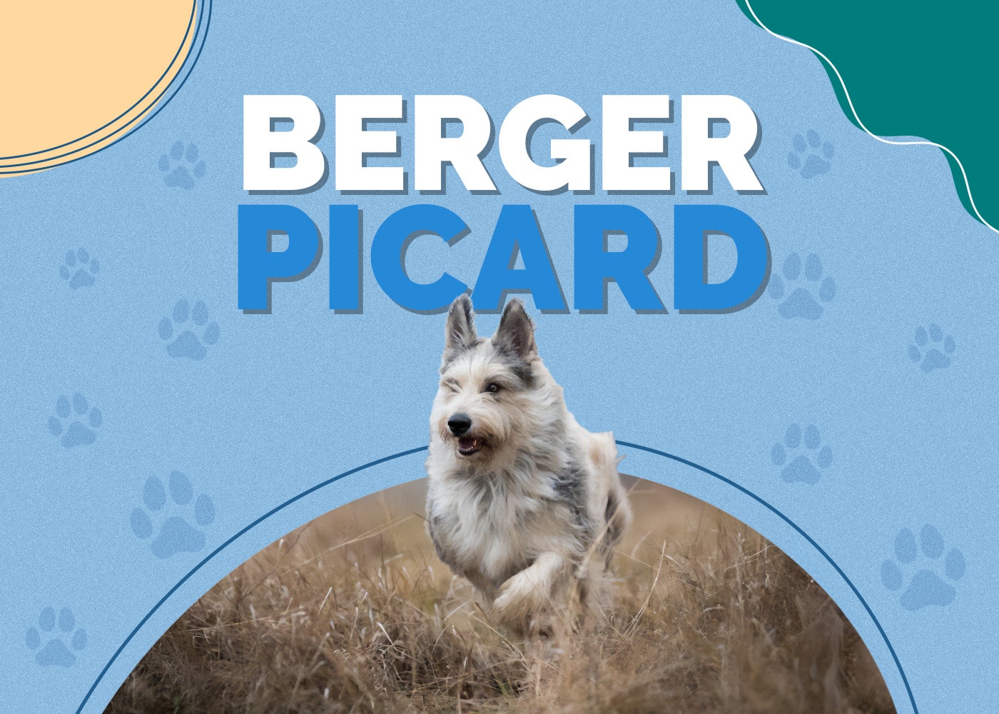 Berger Picard Dog Breed Info