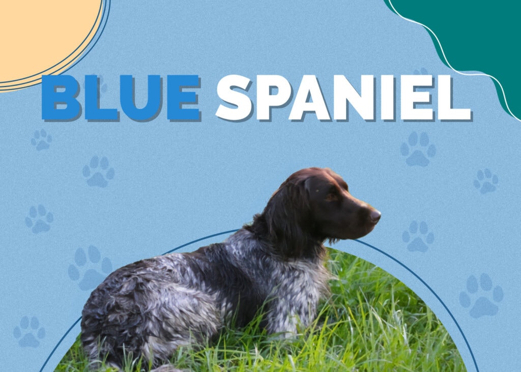 Blue Spaniel (Blue Heeler & Cocker Spaniel Mix)