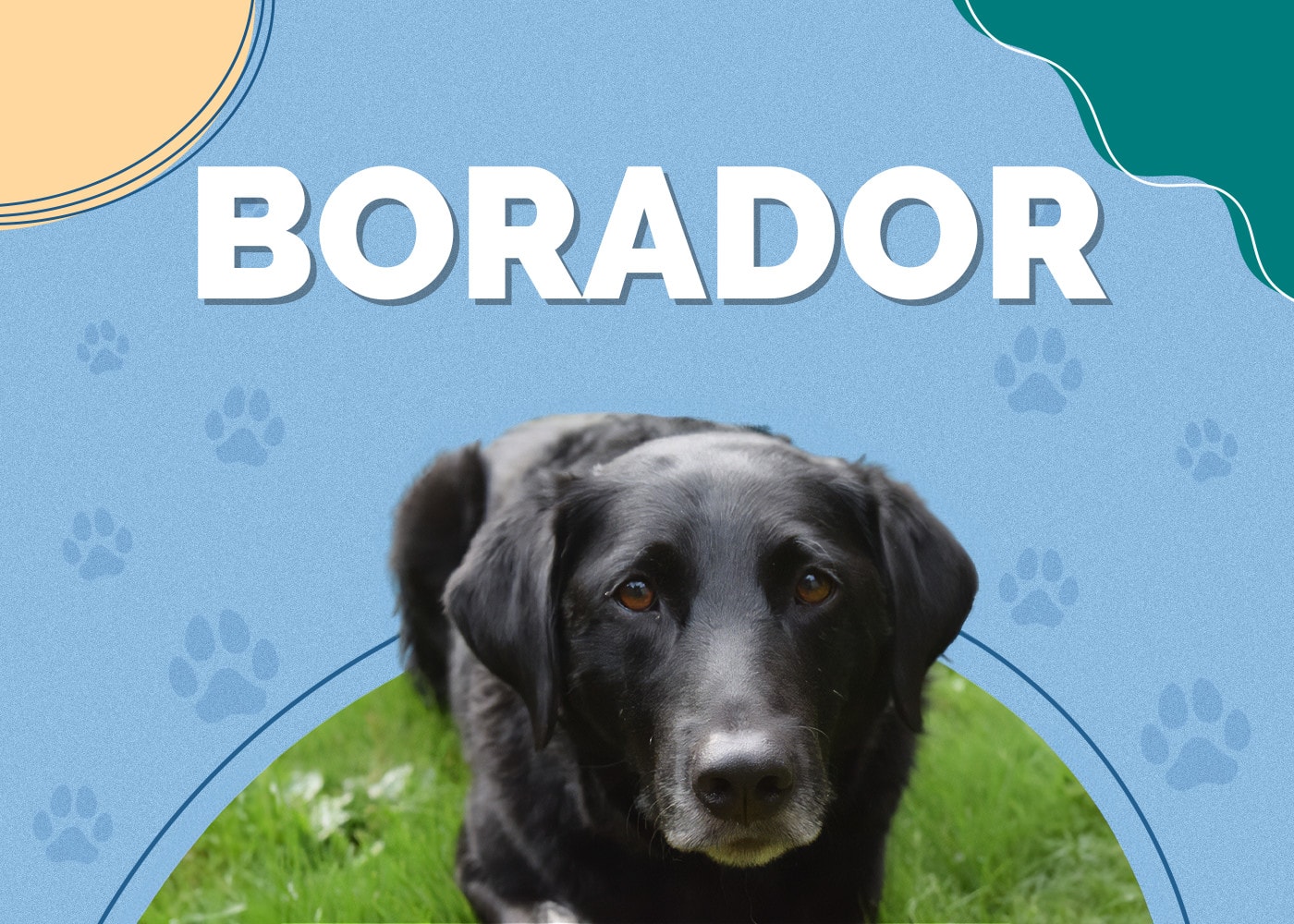 Borador (Border Collie & Lab Mix)