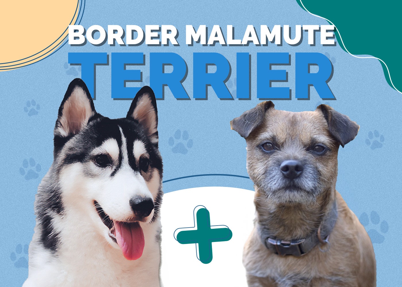 Border Malamute Terrier