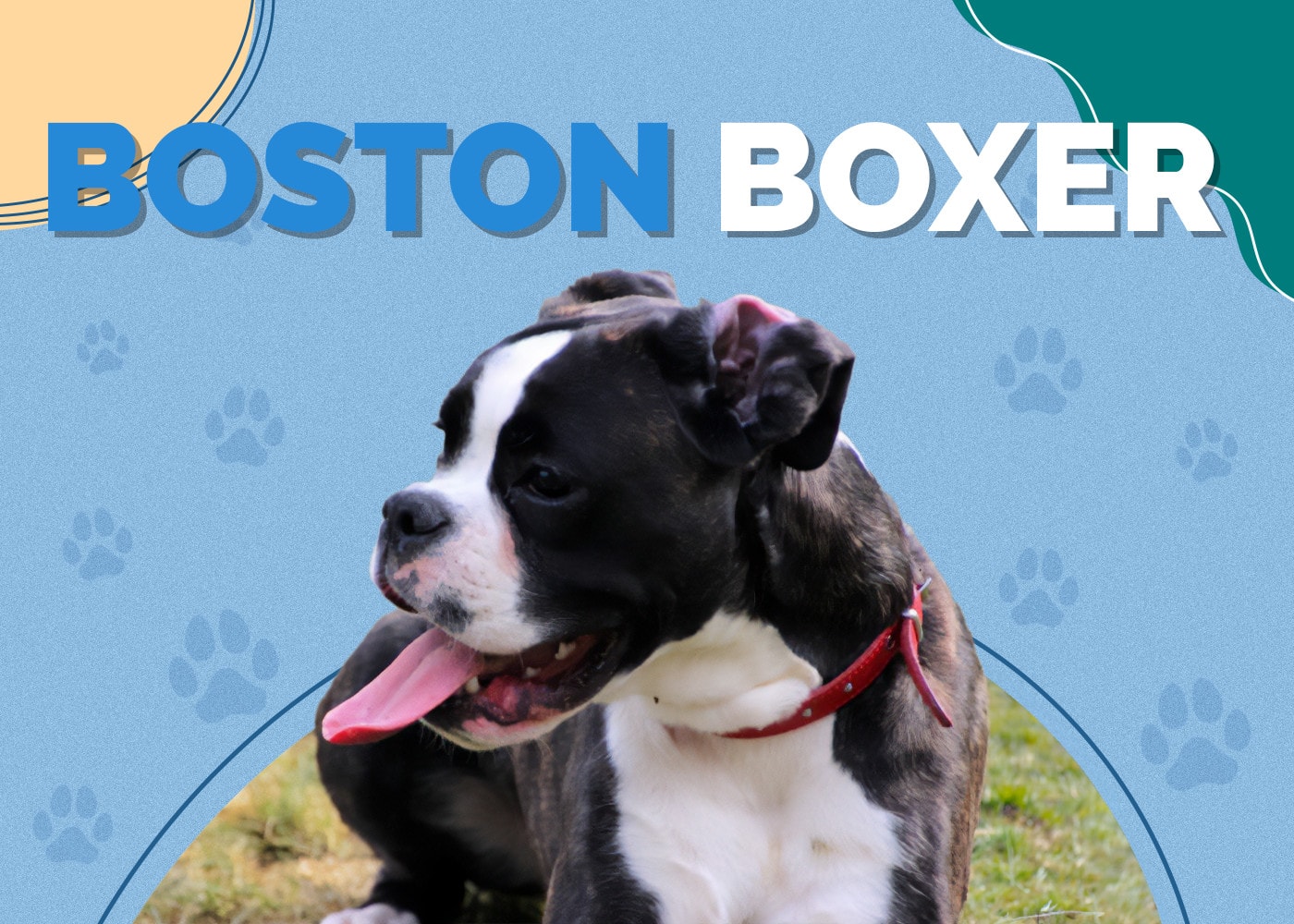 Boston Boxer (Boxer & Boston Terrier Mix)