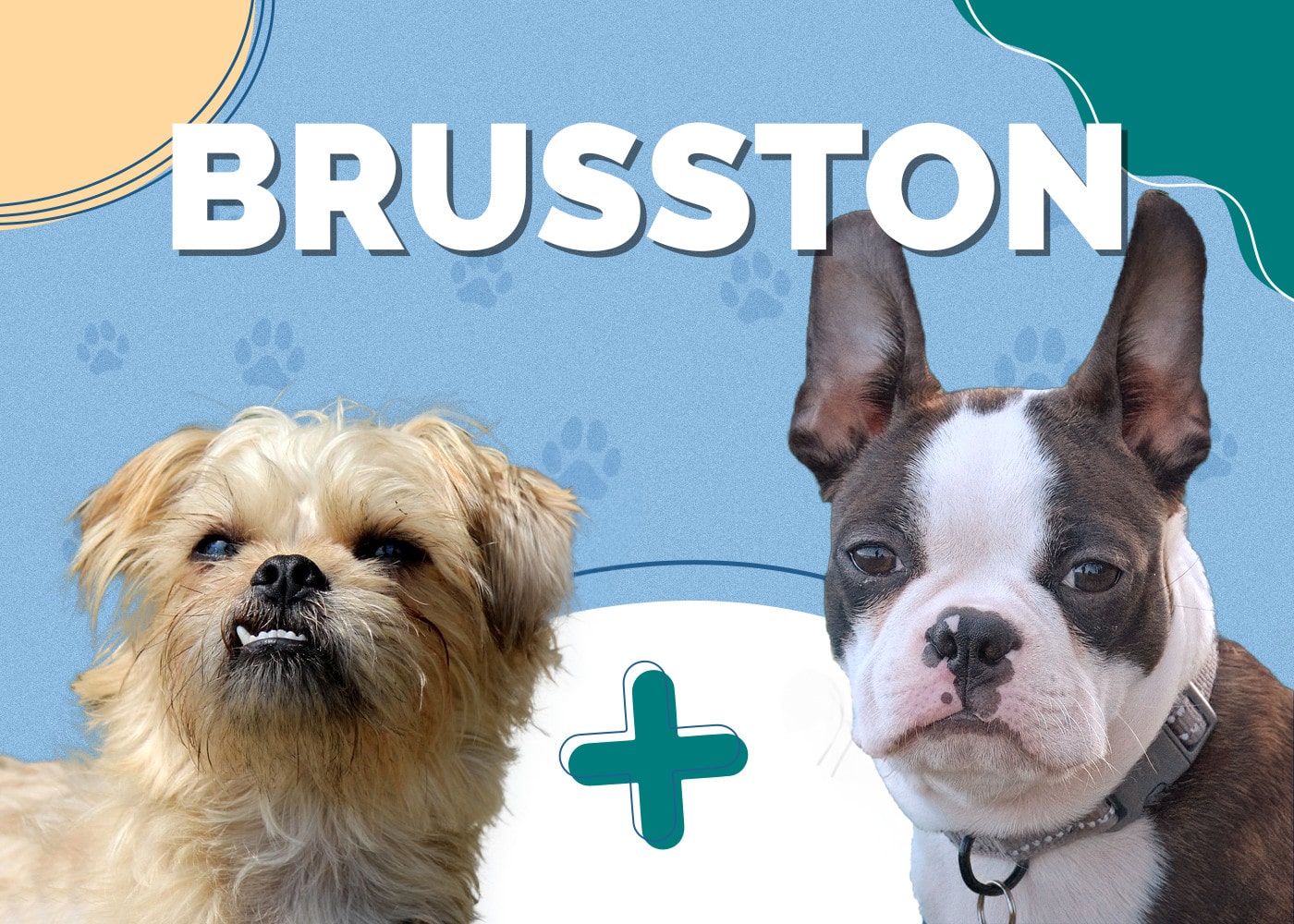Brusston (Brussels Griffon & Boston Terrier Mix)