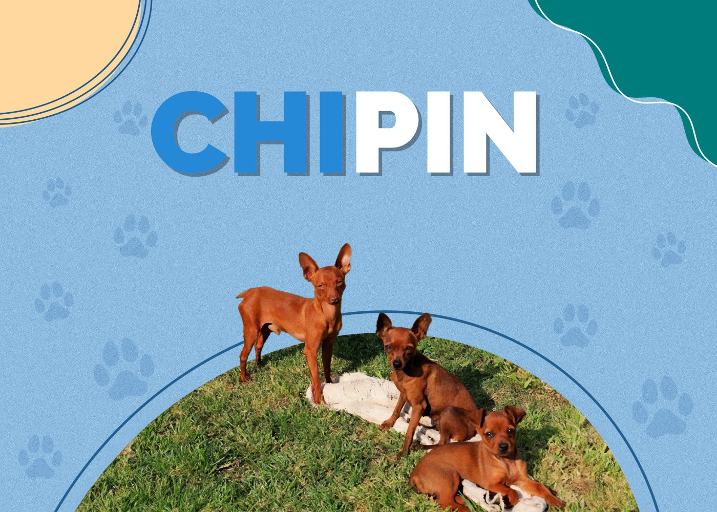 Chipin (Chihuahua & Miniature Pinscher Mix)