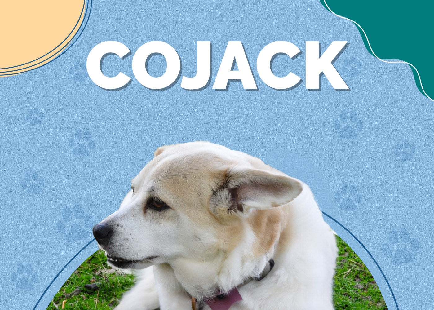 Cojack (Jack Russell Terrier & Pembroke Welsh Corgi Mix)
