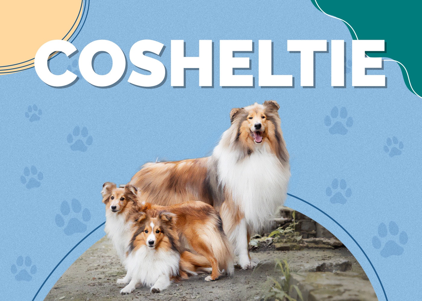 Cosheltie (Collie & Shetland Sheepdog Mix)