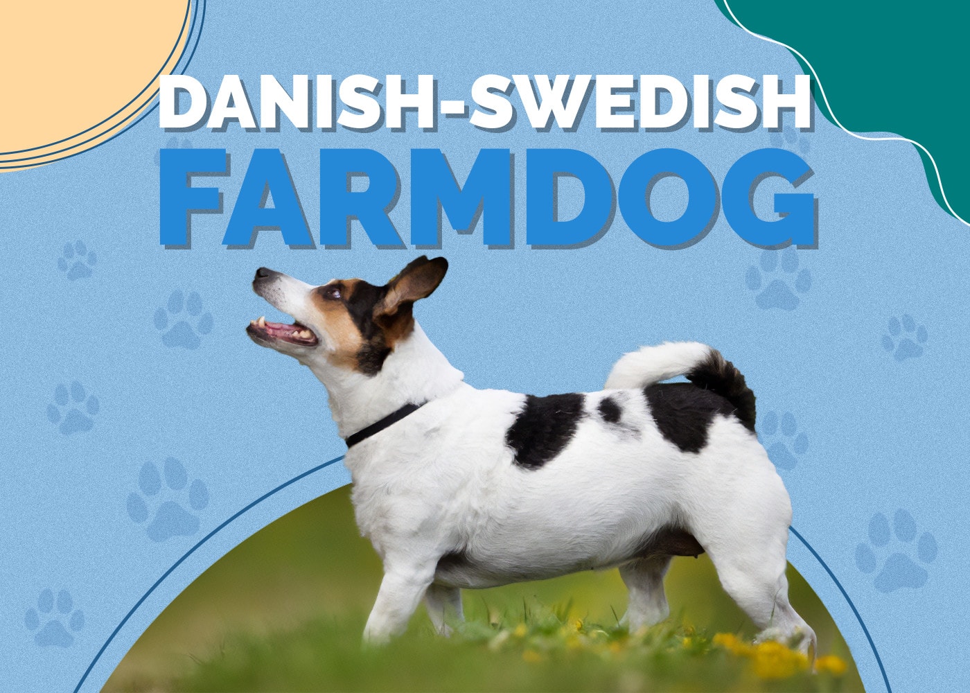 Danish-Swedish Farmdog