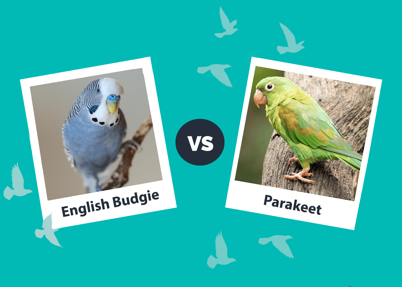 English Budgie vs Parakeet