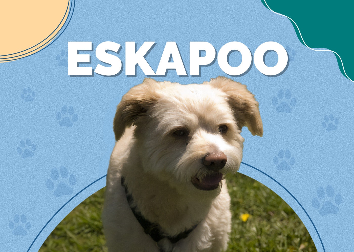 Eskapoo (American Eskimo & Poodle Mix)