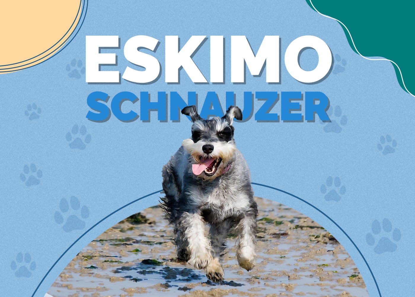 Eskimo Schnauzer (American Eskimo & Schnauzer Mix)