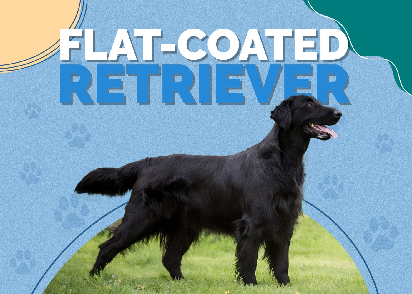 Flat-Coated Retriever Dog