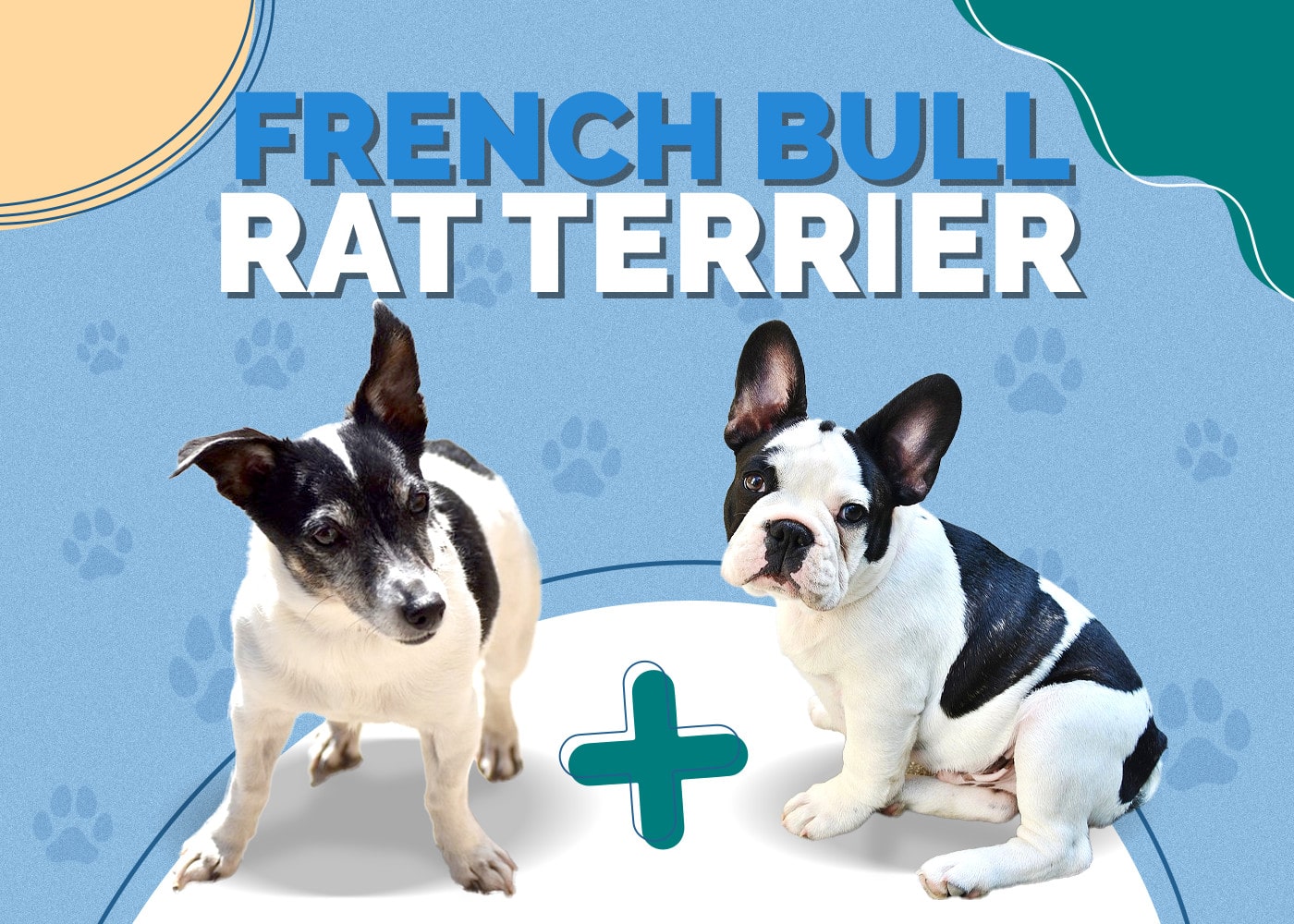 French Bull Terrier (French Bulldog & Miniature Bull Terrier Mix)