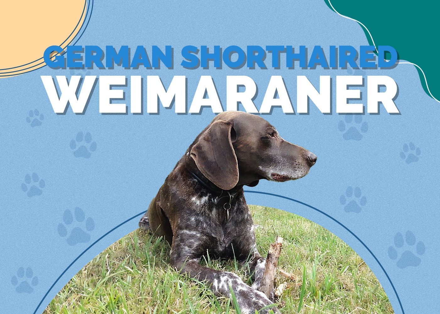 German Shorthaired Weimaraner