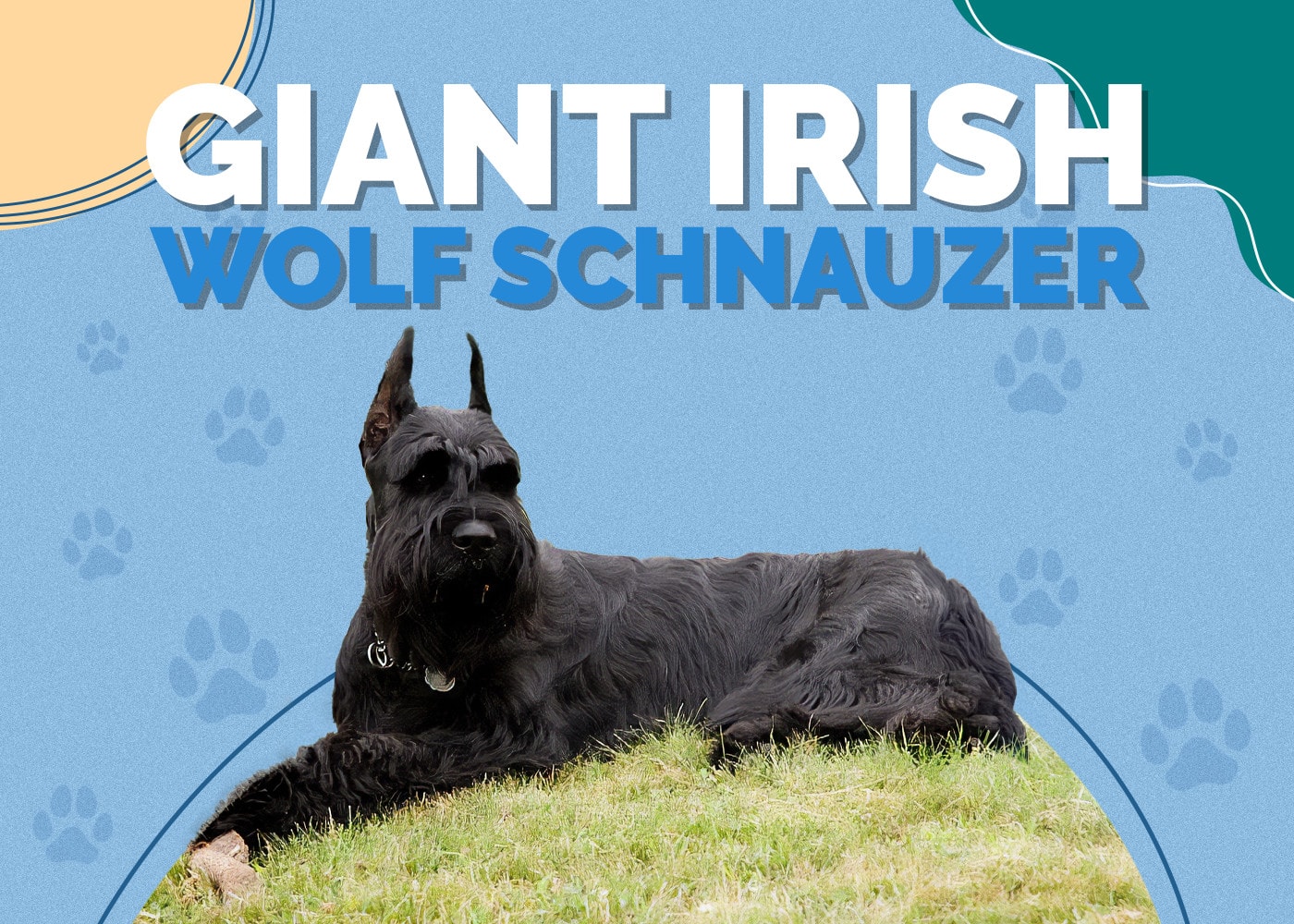 Giant Irish Wolf Schnauzer (Giant Schnauzer & Irish Wolfhound Mix)