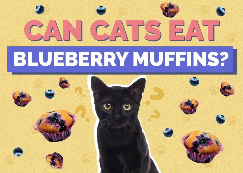 Can Cats Eat Blueberry Muffins